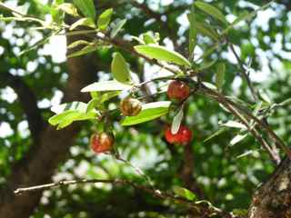 balade ilet cabrit les saintes cerise foret seche guadeloupe