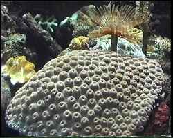 corail, benthos, fond marin tropical, récif corallien, guadeloupe, antilles