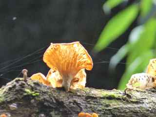 champignon foret tropicale humide antilles