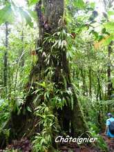 balade rivière grosse corde, arbre, basse terre, guadeloupe, antilles