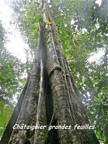 balade armistice, basse terre, arbre foret humide, guadeloupe