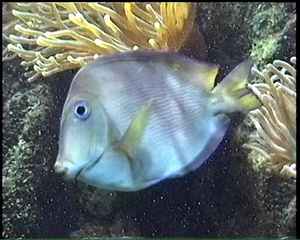 fiche poisson bleu, récif corallien , guadeloupe