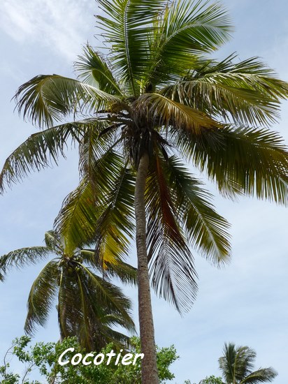 st felix , arbre L