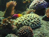 coraux madrépores
