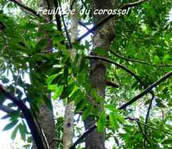 arbre, balade, dox d`ane, basse terre, guadeloupe, antilles