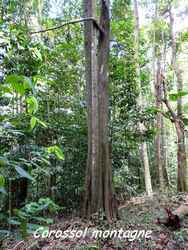 arbre, balade, dos d`ane, basse terre, guadeloupe, antilles