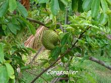 balade rivière audoin, Moule, arbre, guadeloupe, antilles