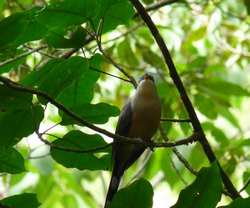 oiseau, balade, dos d`ane, basse terre, guadeloupe, antilles