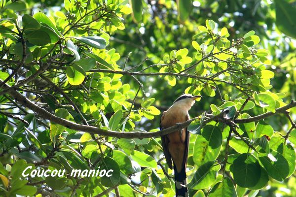 foret seche oiseau L