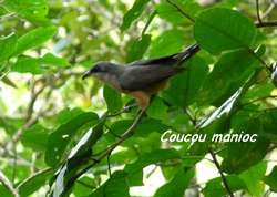 oiseau, balade, dos d`ane, basse terre, guadeloupe, antilles