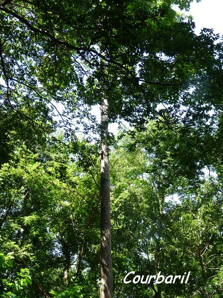 balade rivière plessis, arbre, basse terre, guadeloupe, antilles