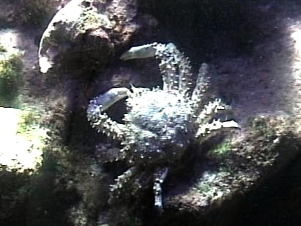 crabe gris L