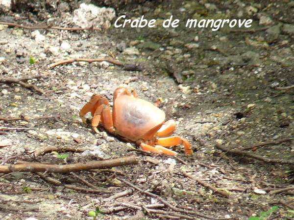 st felix crabe L