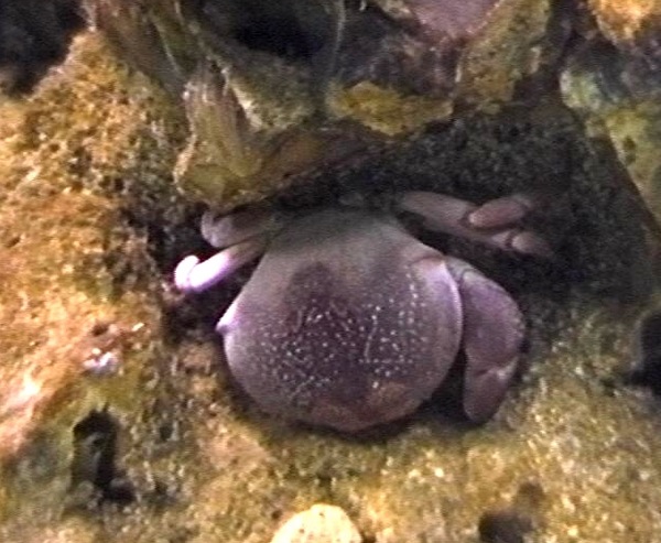 crustacé benthos L