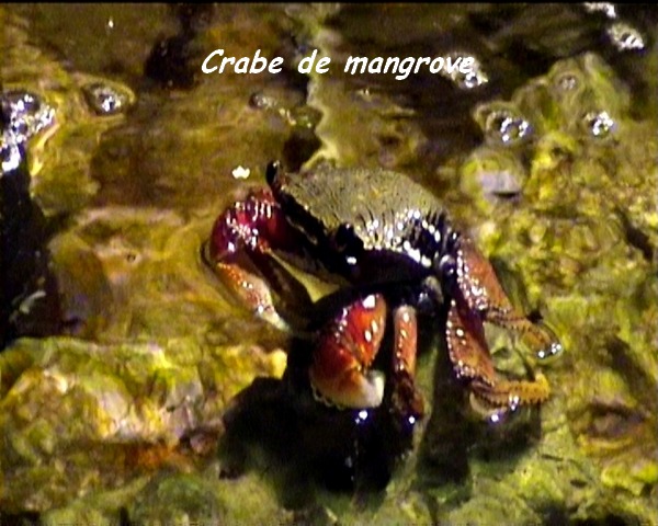 mangrove grande