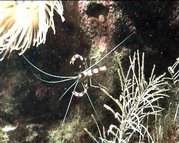 crustacé benthos L