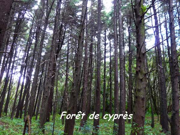 foret humide frézias L