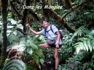 dans les mangles, nez cassé, st claude, basse terre, guadeloupe