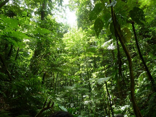 dégradés de verts, petite ravine mangle, basse terre