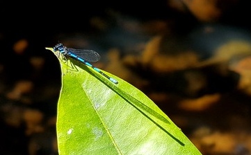 demoiselle tambour nord petit bourg guadeloupe