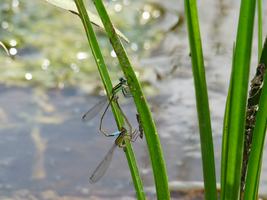 demoiselles, port Louis, Grande terre, guadeloupe