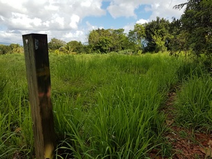 sentier mangrove Pte Bacchus Pt Bourg Guadeloupe