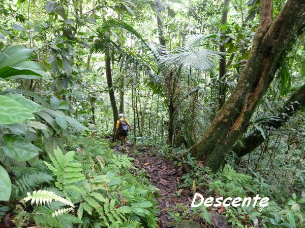 Sentier descendant, Piton de Bouillante L