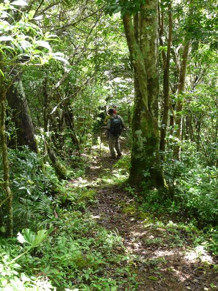 Sentier descendant, Piton de Bouillante L