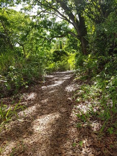 descente mangrove pte Bacchus pt Bourg Guadeloupe