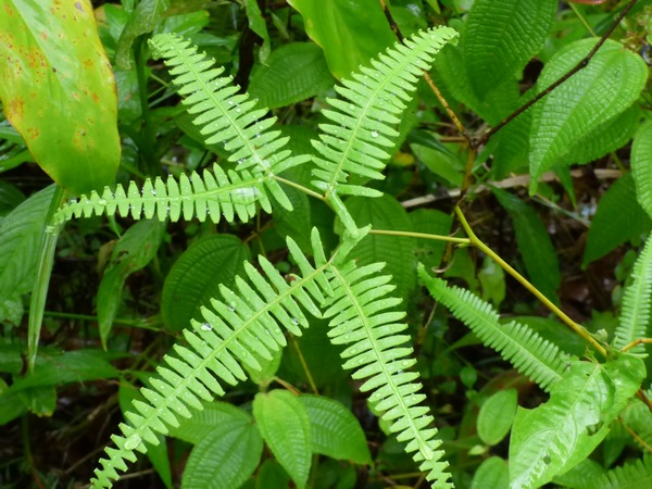 fougère calumet, foret humide, basse terre, guadeloupe