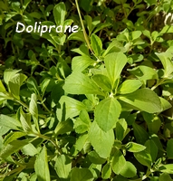doliprane plante aromatique guadeloupe