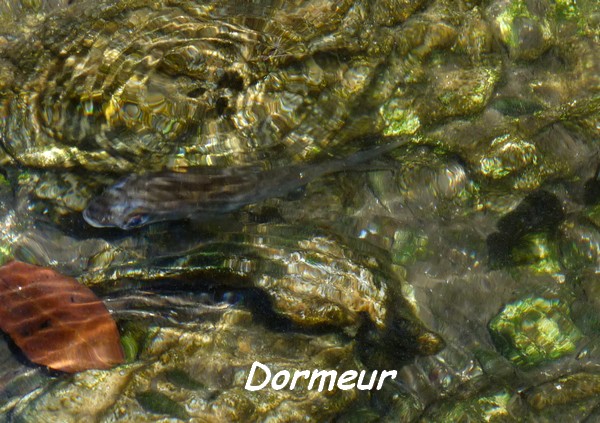 dormeur, poisson, TGT J1, L