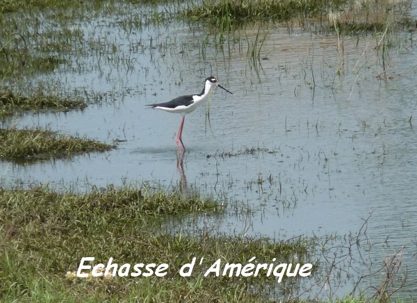 Himantopus mexicanus, Echasse d`Amérique, Gaschet L