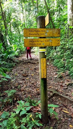 embranchement as de pique Grand etang Guadeloupe