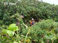 en haut, madeleine, basse terre sud, gaudeloupe