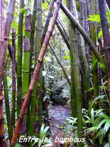 bambous, nez cassé, st claude, basse terre, guadeloupe