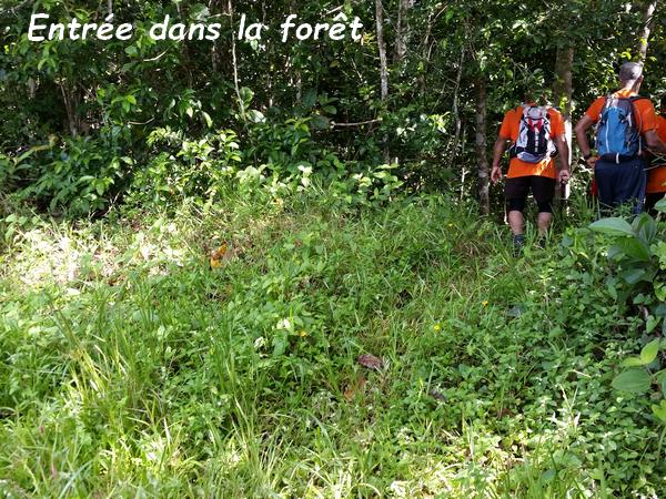 entrée foret, bis conodor, basse terre, guadeloupe