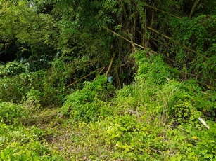 entrée foret pte bacchus pt bourg guadeloupe