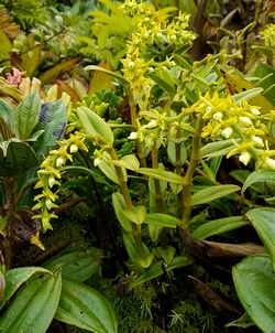 epidendrum dendoboides soufirère guadeloupe