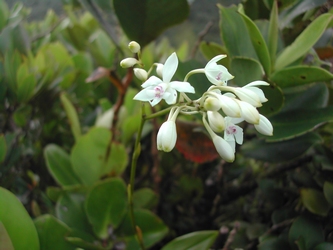 epidendrum patens orchidée soufrière Guadeloupe