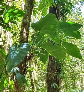 epiphytes Morne bois d inde Deshaies