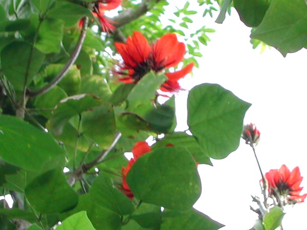 immortelle, Erythrina corallodendrum, arbre, foret seche; ecosysteme tropical, gaudeloupe