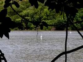 etang , anse a saints, ste anne, grande terre, guadeloupe