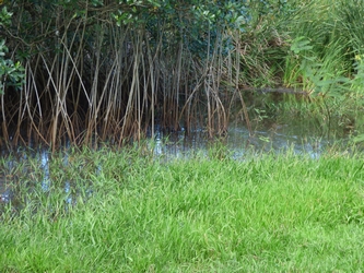 etang vx fort Guadeloupe