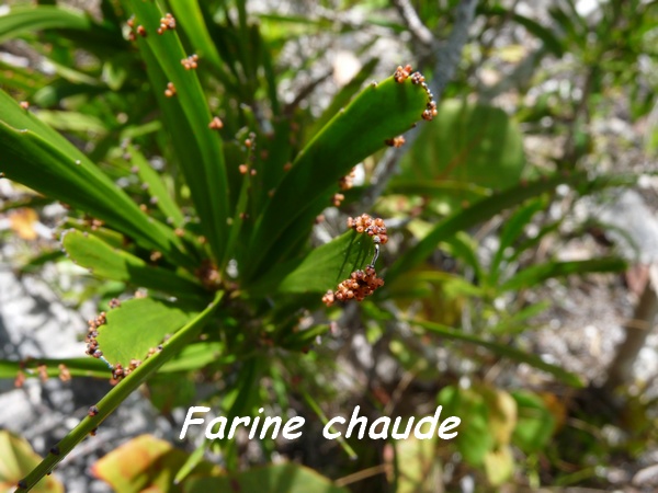 farine chaude, désirade L