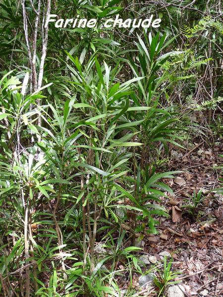 farine chaude, Phyllanthus epiphyllanthus, Hauts de Capesterre