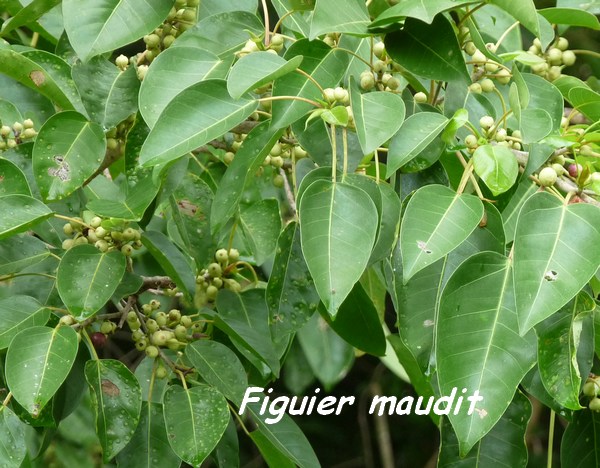 Ficus citrifolia, Figuier maudit, Poyen