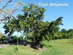 ficus, arbre, pointe lézard, bouillante, guadeloupe