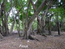 Fguiers maudits, Ficus citrifolia, Deshaies