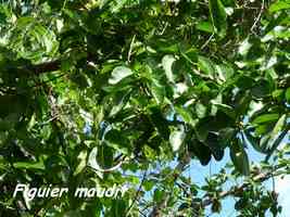 ficus, Ficus citrifolia, morne cadet, gourbeyre,